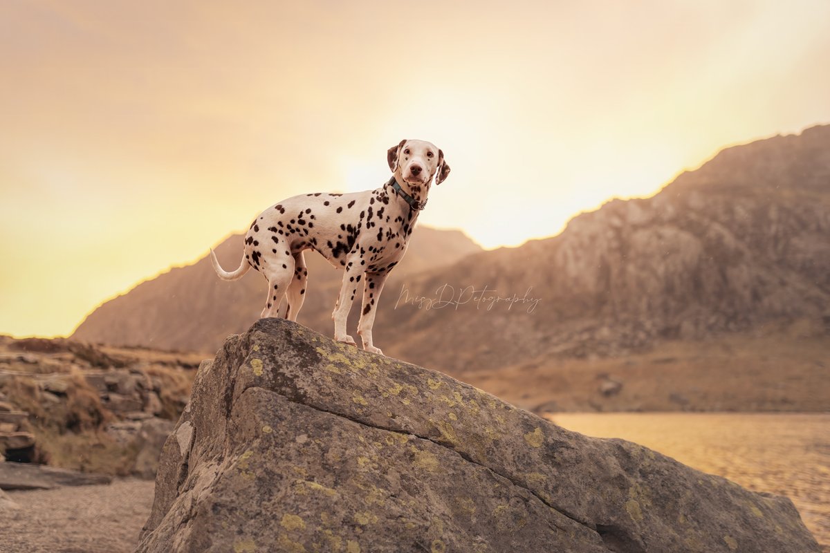 MissDPetography tweet media