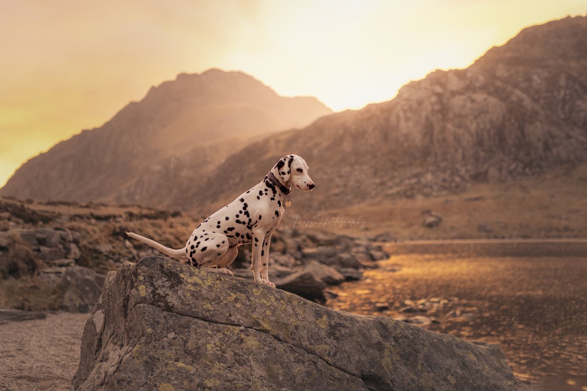 MissDPetography tweet media