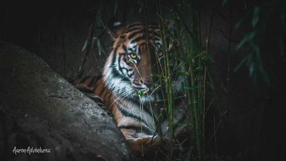 These eyes will deceive you...
<a href="/SonyAlpha/">Sony | Alpha</a> <a href="/FortWorthZoo/">Fort Worth Zoo</a>
°
°
Sony A7RV 
Sony 200-600mm G
436mm 
1/1600 f6.3 ISO50

Help share my post! I need more followers so I can become a <a href="/SonyAlpha/">Sony | Alpha</a> Artisan Photographer!!