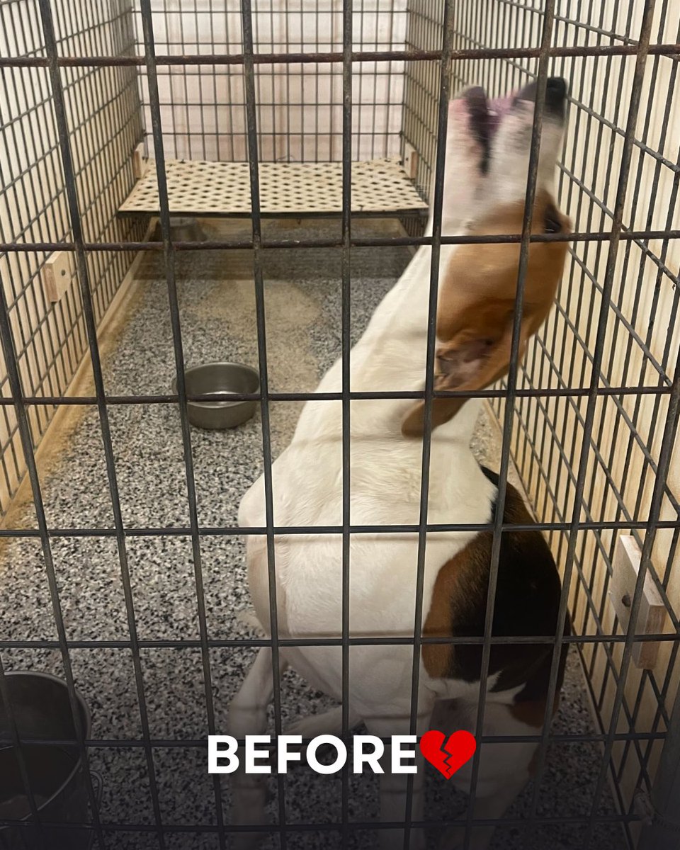 Beagle Freedom Project tweet media