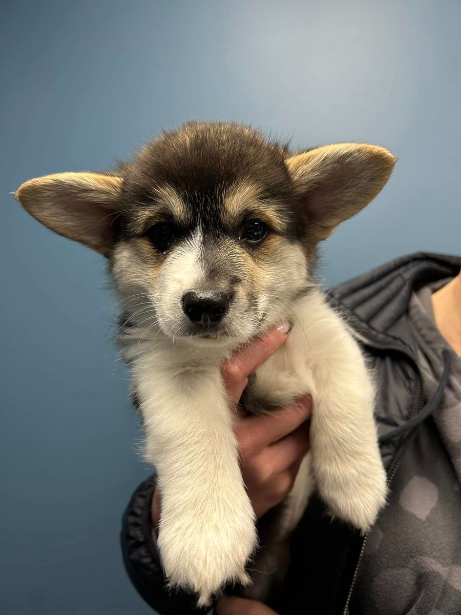 These gorgeous girls are Jordy &amp; Quincey 💞

Jordy is a 3 year old Golden Retriever and Quincey is a 9 week old Welsh Corgi. Quincey came in recently for her first puppy visit and Jordy came in for boosters. Jordy is a regular and we're so glad we get to see her baby sister gr...