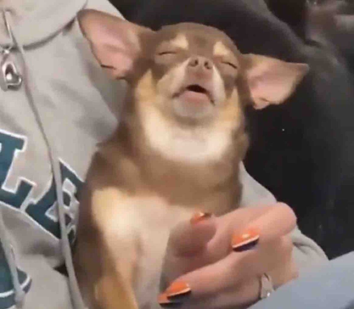 Guarromantico_'s tweet image. “La comida te da energía”.

Yo después de comer: