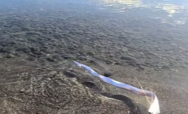 MoazMoaz777's tweet photo. DOOMSDAY OMEN: A spine-chilling 'doomsday' fish washed up on a Canary Islands beach, igniting fears of an impending disaster!
🚨 #BreakingNews | #CanaryIslandsDoomFish | #BeachMystery
Get the latest updates as they unfold - Follow Now and Subscribe Immediately!
#ApocalypticSigns #MarineLife #EnvironmentalAlert
@24weather24