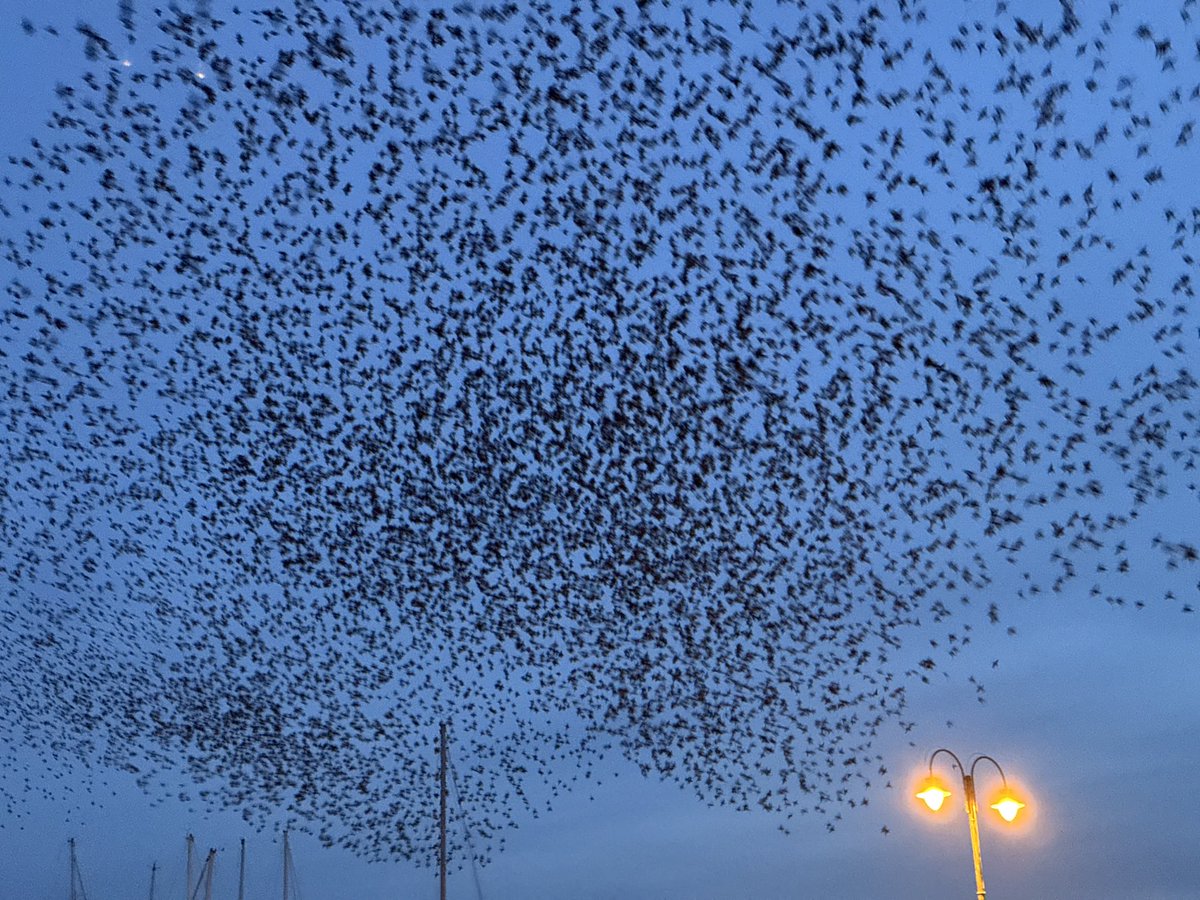 scillyniki's tweet image. A few photos because the video looks a bit mashed #penzance #cornwall #murmuration