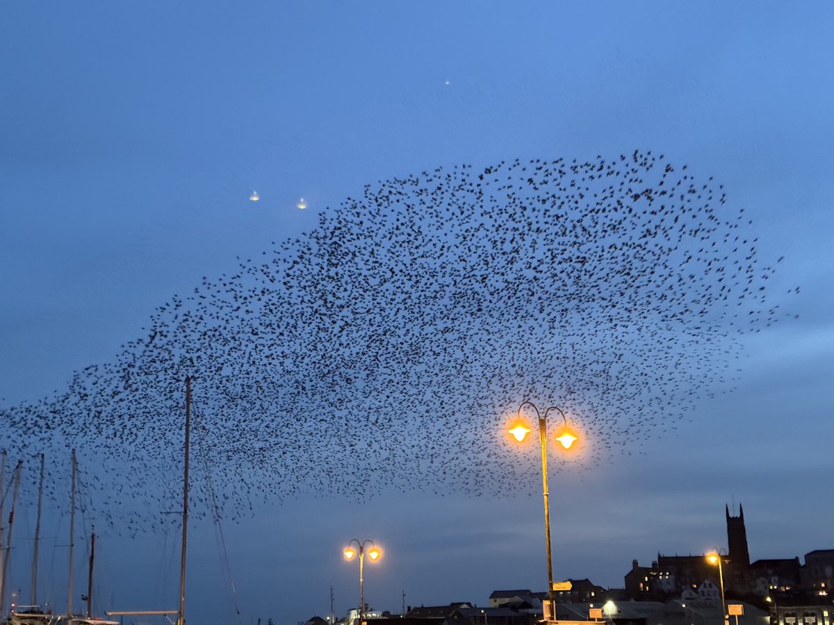 scillyniki's tweet image. A few photos because the video looks a bit mashed #penzance #cornwall #murmuration
