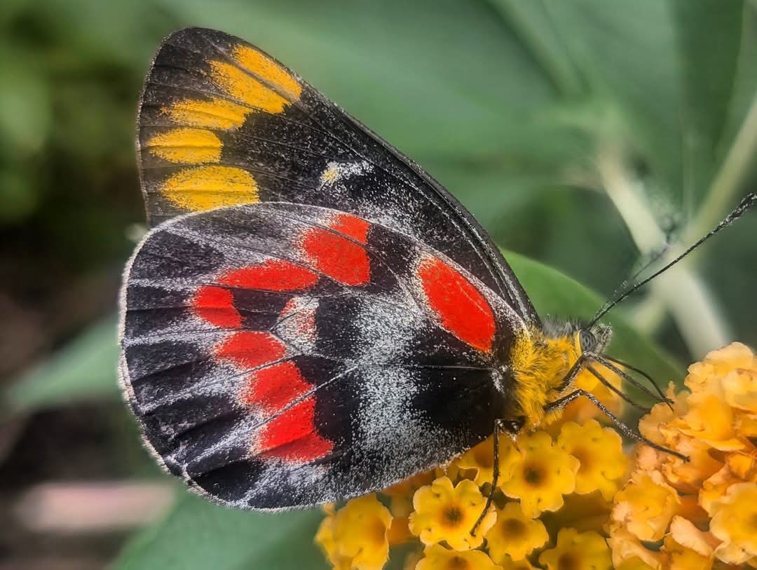 A Butterfly on a Budlia