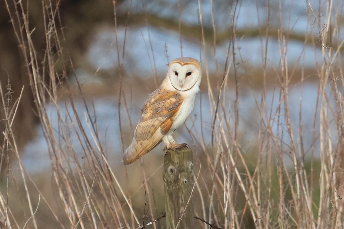 bcbeancounter's tweet image. Local Barn Owl #barnowl #northantsbirds