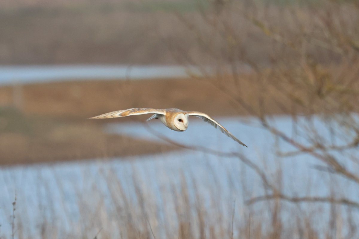 bcbeancounter's tweet image. Local Barn Owl #barnowl #northantsbirds