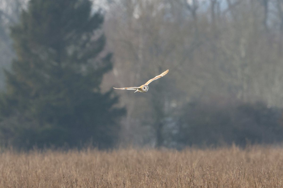 bcbeancounter's tweet image. Local Barn Owl #barnowl #northantsbirds