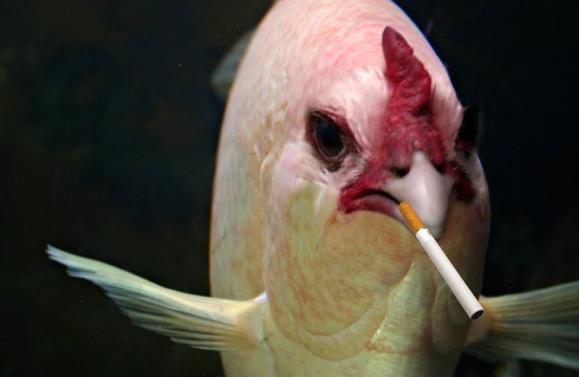 Fish Smoking Chicken tweet media