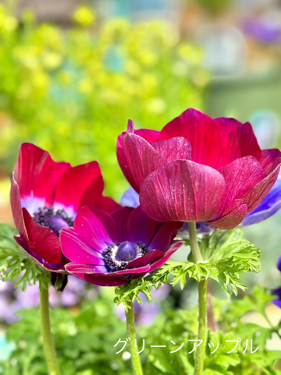 ♡Yページ♡ ✮ ɐ ʎ ɐ ✮🧄𝕄ℂ𝟙𝟟🫶🏻ℤ𝕏-𝟟ℝ ᐕ)ﾉ🍚 (@aaayaaa08109693) / Posts / X