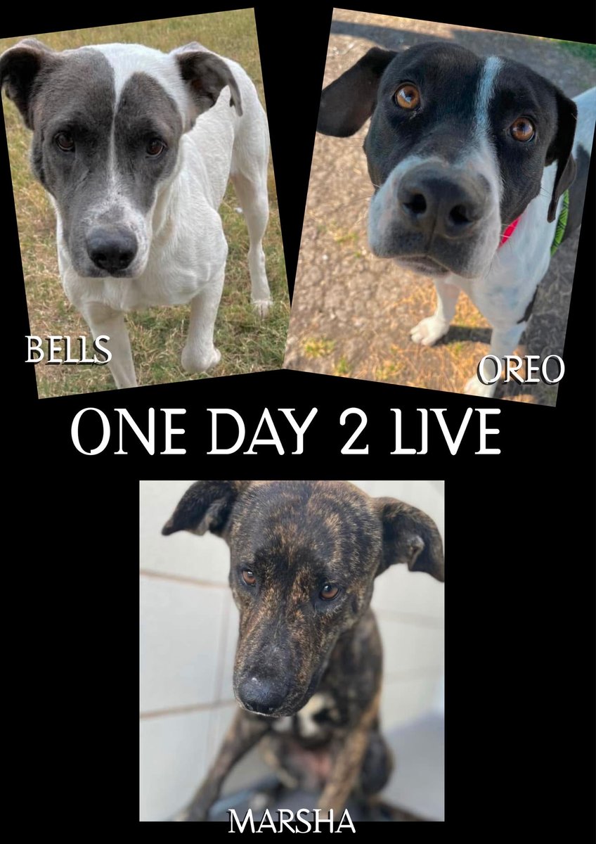 moo2n's tweet photo. These 3 lovely healthy  dogs will be killed tomorrow Noon if not saved at Corpus Christi kill shelter TX . They are innocent and did nothing wrong . Please someone help them to live and not to be killed . If one can please foster separated  until a place is found 4 them 🙏🏻🙏🏻😢 https://t.co/CGLks0FJuw