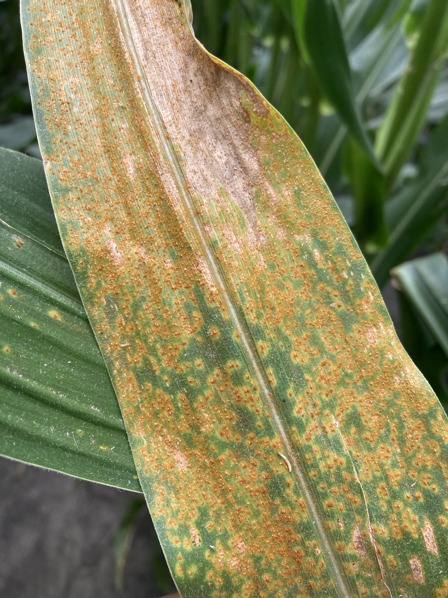 Crop Protection Network (@cropnetwork) on Twitter photo In 2024, disease reduced corn yield by an estimated 6% in the U. S. and 3.7% in Ontario, resulting in an estimated loss of 963.4 million bushels.
Get info on the most important corn diseases at the NEW pub cropprotectionnetwork.org/publications/c….
From Extension. <a href="/alabamaED/">Ed Sikora</a> <a href="/travisfaske/">Travis Faske</a> In 2024, disease reduced corn yield by an estimated 6% in the U. S. and 3.7% in Ontario, resulting in an estimated loss of 963.4 million bushels.
Get info on the most important corn diseases at the NEW pub cropprotectionnetwork.org/publications/c….
From Extension. <a href="/alabamaED/">Ed Sikora</a> <a href="/travisfaske/">Travis Faske</a>