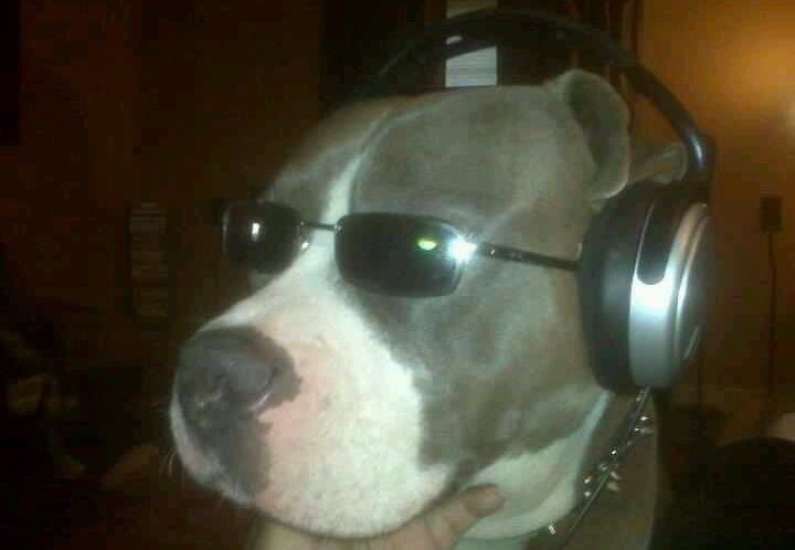 jazzdispensary's tweet image. how it feels to be a steely dan fan