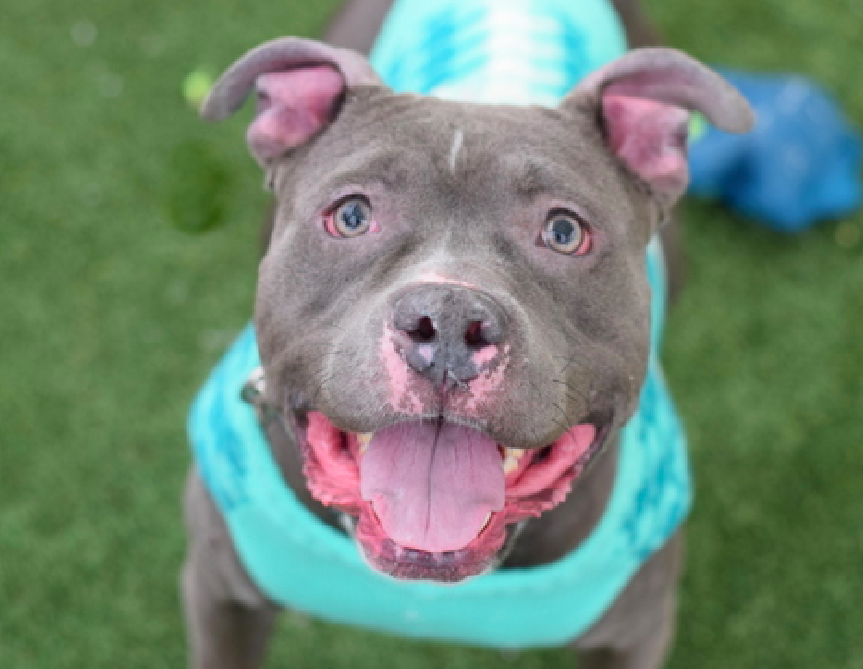 zjnov22's tweet photo. 🎀There’s no way that anyone can resist this face!💖🤗💫
🌟Unique🌟 is 5 yo and looks so gentle and sweet💌 #NY
💎Please #adopt her if you can💓🦋🌟 #NYC #NewYork
🚨#Queens ACC🚨 ✨ID #216798🌟 🌸#PibblePower🌸 https://t.co/6xJoJ79mjf