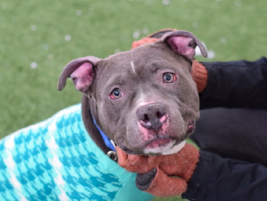 zjnov22's tweet photo. 🎀There’s no way that anyone can resist this face!💖🤗💫
🌟Unique🌟 is 5 yo and looks so gentle and sweet💌 #NY
💎Please #adopt her if you can💓🦋🌟 #NYC #NewYork
🚨#Queens ACC🚨 ✨ID #216798🌟 🌸#PibblePower🌸 https://t.co/6xJoJ79mjf