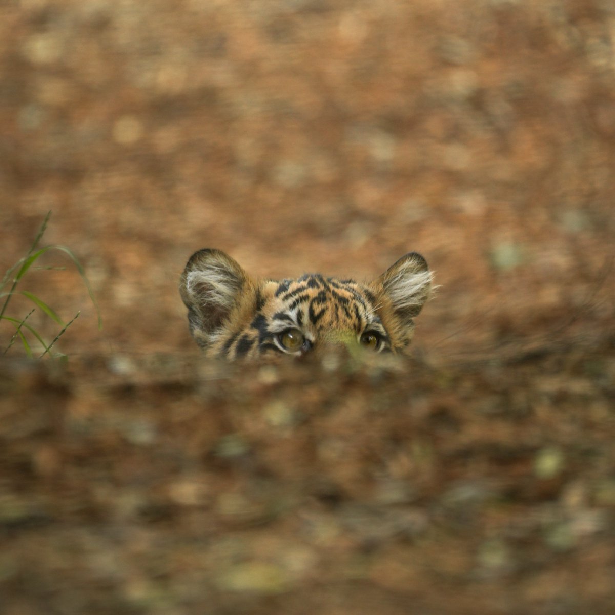 sandiegozoo's tweet photo. Did somebody say brunch? https://t.co/BnmwiKajFH