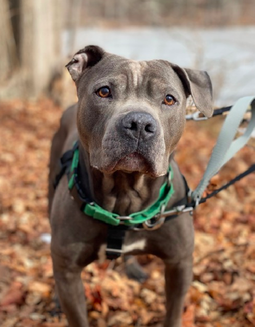 zjnov22's tweet photo. 🌟Max Cruger🌟 is 🐕-friendly! He has been described as
a “true gift” and a “perfect gentleman”💞🌻 Please #adopt
him if you can🌹❣️🍃 #NYC #NewYork #Pibble #Pittie💝
🚨#Queens ACC🚨 ✨ID #213386🌟 🌠#PibblePower🌠 https://t.co/TwRAq6JuuD