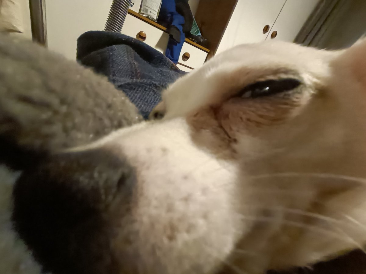 thefatfrier's tweet photo. My husband tells me off for taking dreadful pictures of the dog.

I will not stop https://t.co/kGXSq5lxBr