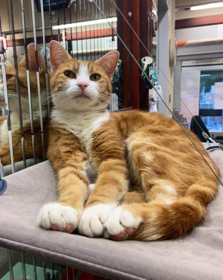 Night night sweet dreamies 

Even when you can't see the stars in the darkness, they still shine all around you.

#cats #cats #Cat #CatsOnTwitter #CatsOfTwitter