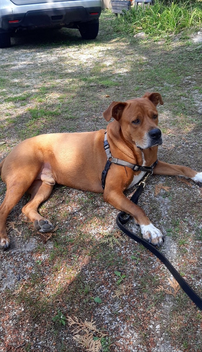 slugswap's tweet photo. Hey everyone.  It's been a tough couple of years but this year seems to be the hardest.  Me and my girlfriend's dog Marley was diagnosed with cancer today (big cell lymphoma) and we are taking it especially hard.  Marley has been my best friend for the past 3 years... https://t.co/YfWySKjpyo