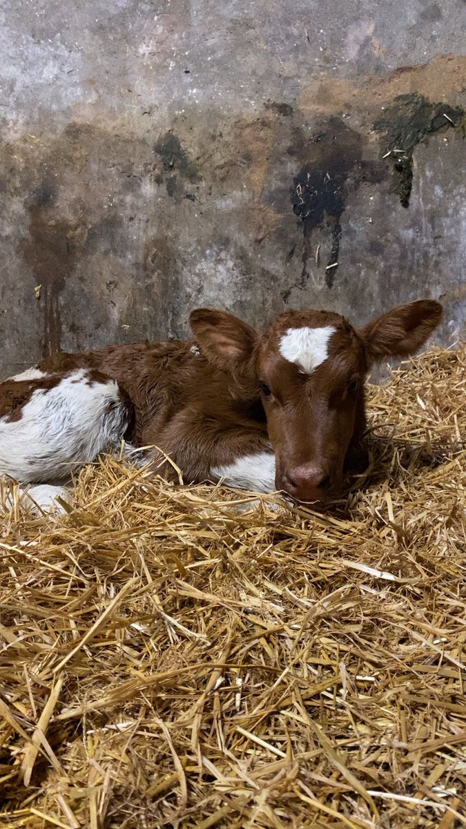 May the red heifer calves keep coming 🙌🏻