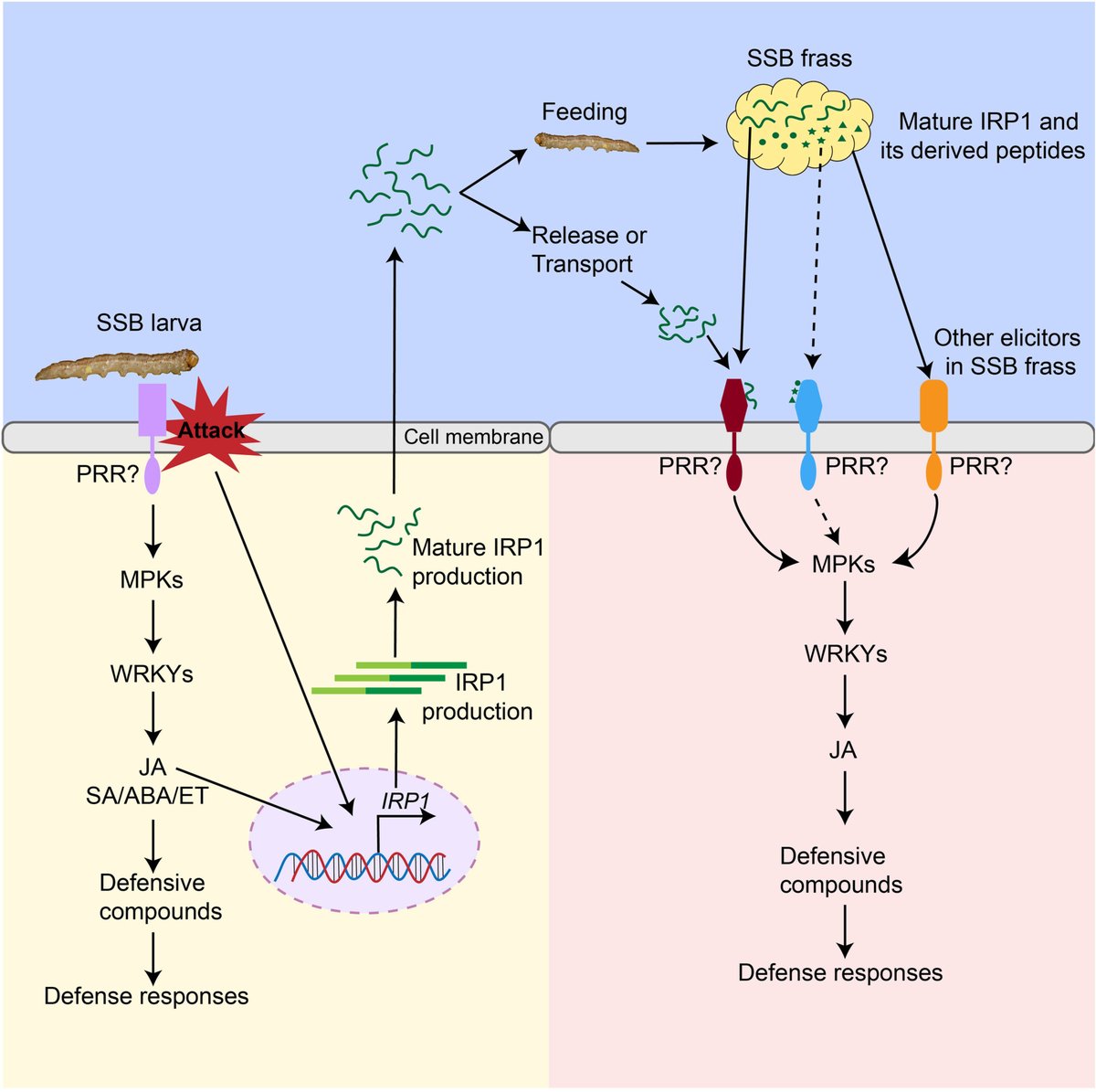 JIPBio's tweet image. 🚨Threat detected!🚨
Combining #molecular and #chemical analyses, #bioactivity tests and #insect performance bioassays, Chen et al. report on elicitors in the frass of striped stem borer (SSB) #larvae. doi.org/10.1111/jipb.1… @wileyplantsci #PlantSci #JIPB #herbivory #CropSci