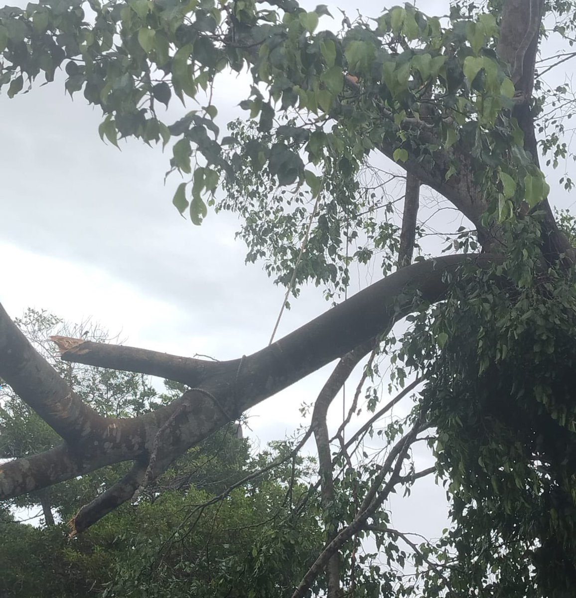 NaturgyPa's tweet photo. 📢 #NaturgyInforma que estamos experimentando una interrupción del suministro debido a una poda de árbol por un tercero, la cual cae sobre la línea de media tensión afectando los sectores de Vacamonte en calle Coral.

Nuestras brigadas van en camino para detectar el motivo y restablecer el servicio lo antes posible.  Agradecemos su comprensión.

#TuEnergíaNuestraPrioridad

@PanamaOeste @PanamaOesteC13 @PanamaOesteNews @TraficologoO @MiDiarioPanama @DiaaDiaPa @tvnpanama @tvnnoticias