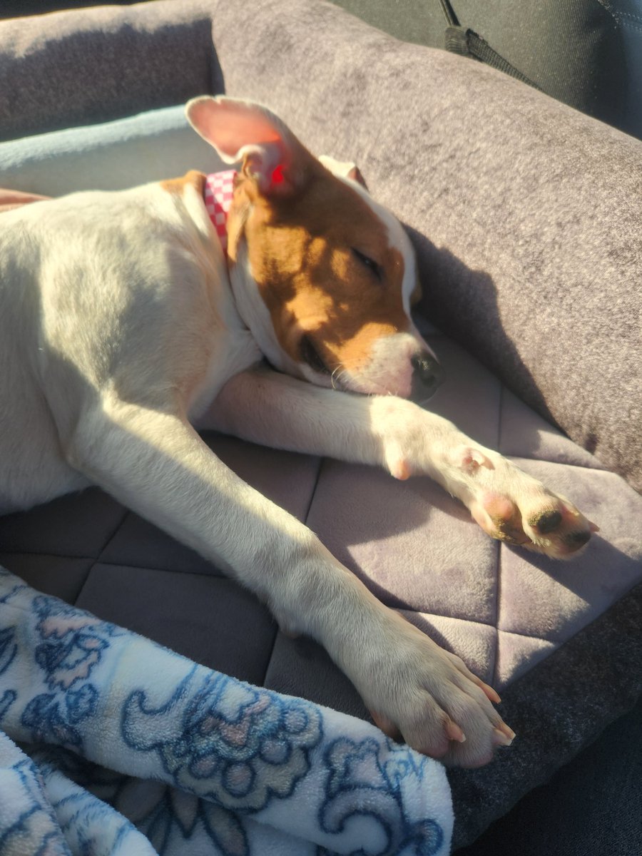 jimmystarzthc's tweet image. Got a puppy today...

#Popsicle