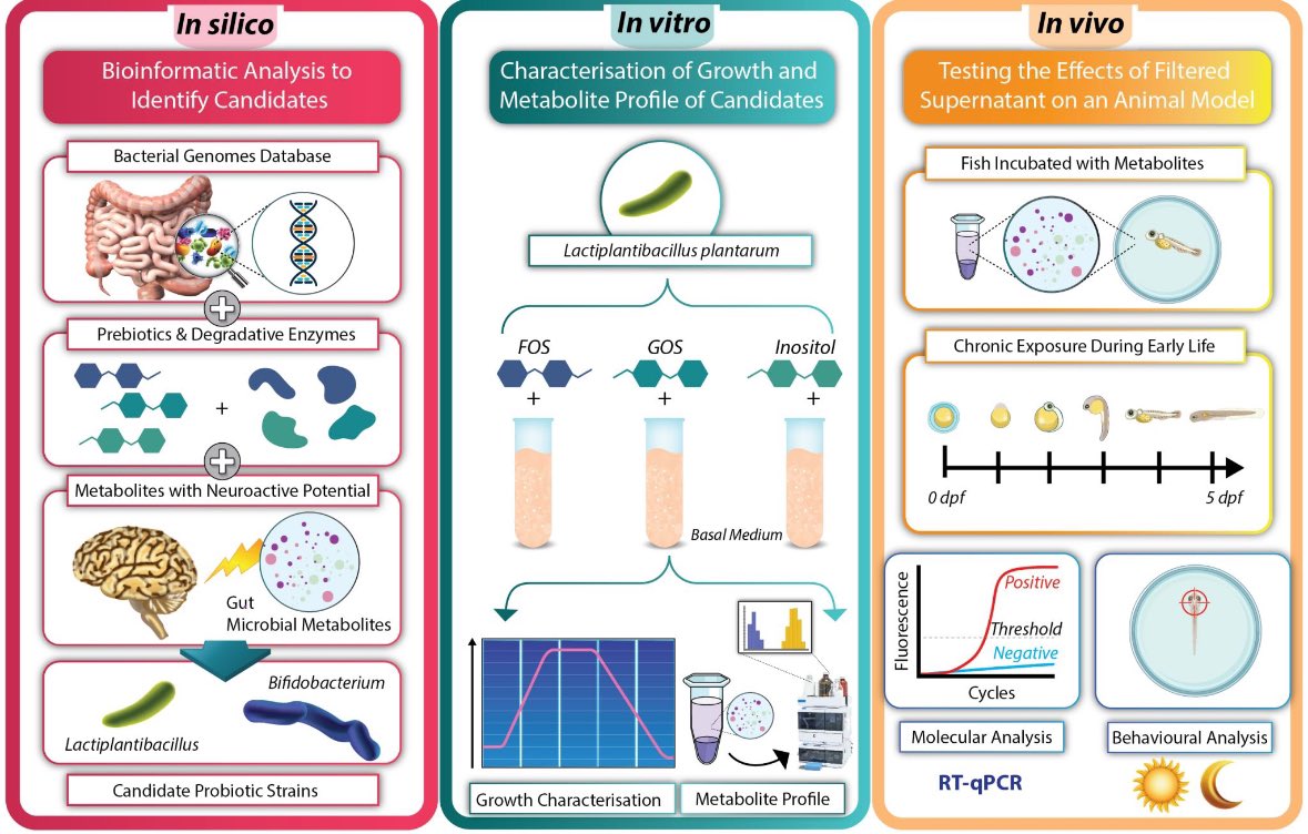 Great to see this work published in <a href="/FoodRSC/">RSC Food Journals</a> Food and Function.
'From in silico screening to in vivo validation in zebrafish – a framework for reeling in the right psychobiotics' 
🎣 💻 🧪🐟 🦠 🧠
pubs.rsc.org/en/content/art…
<a href="/Pharmabiotic/">APC Microbiome Ireland</a> <a href="/ThisIsReckitt/">Reckitt</a> <a href="/PharmacologyUcc/">UCC Pharmacology</a> <a href="/Pharmacy_UCC/">UCC Pharmacy School</a>