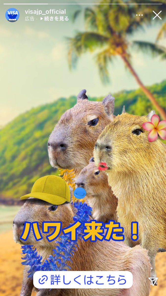 capyyomogi's tweet image. インスタに出てきたカピバラ
visa公式！
間違いなくカピバラブームきますね