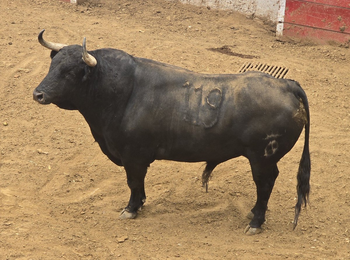 Enhorabuena a Rodrigo Barroso de <a href="/6LasHuertas6/">Ganaderia LasHuertas</a> así se viene a México con una corrida de Toros ,  la mejor de las suertes .
