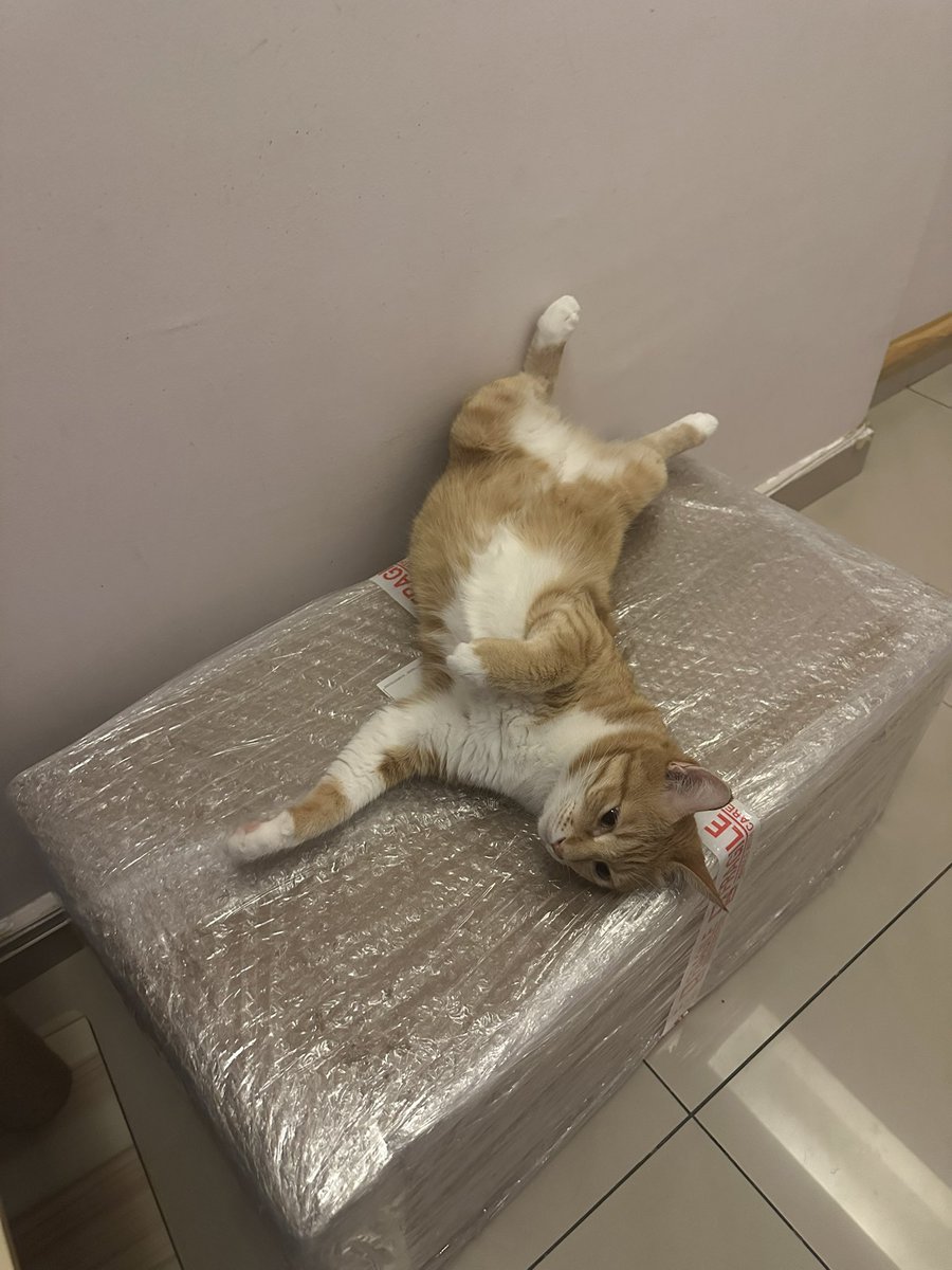 ginger_bois's tweet image. The package came with a pre-installed quality inspector! Delivery accepted, Hooms! 😹  #cats #CatsOfTwitter #CatRules #IfItFitsISits