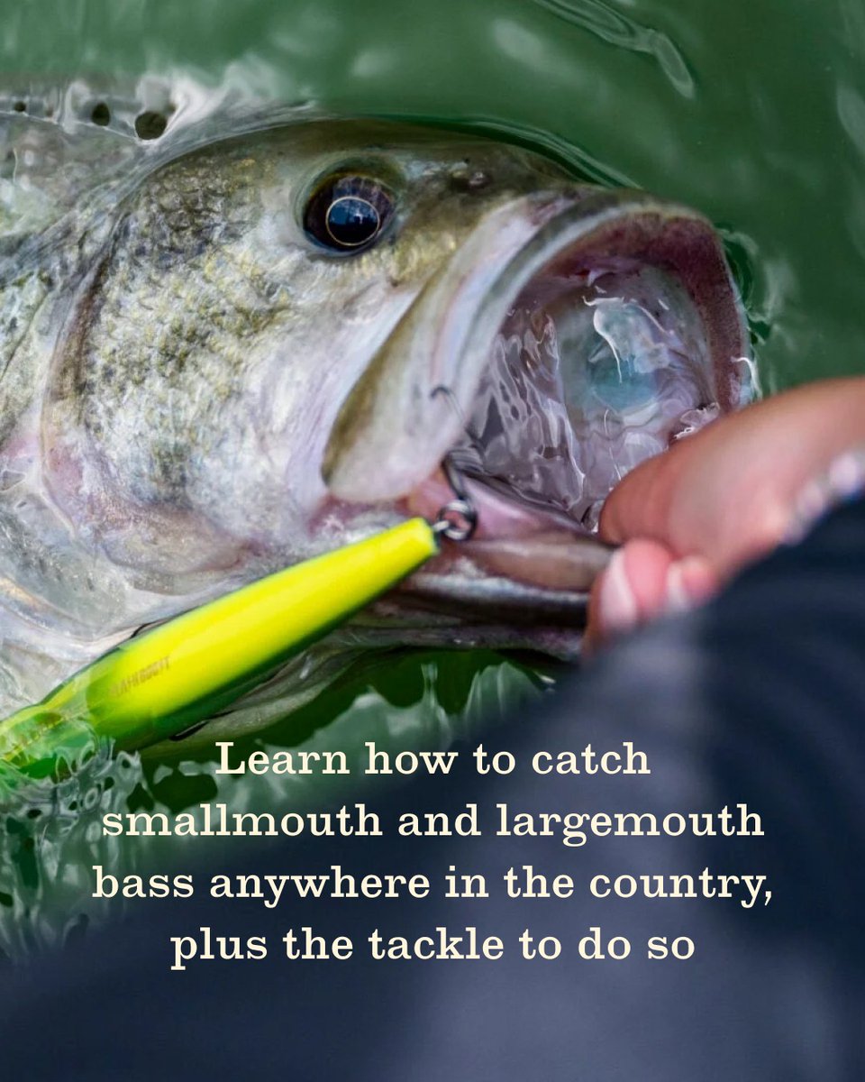 FieldandStream's tweet image. Learn how to catch smallmouth and largemouth bass anywhere in the country, plus the tackle to do so.

fieldandstream.com/fishing/bass-f… 🎣

#BassFishing #HowTo #BeginnersGuide