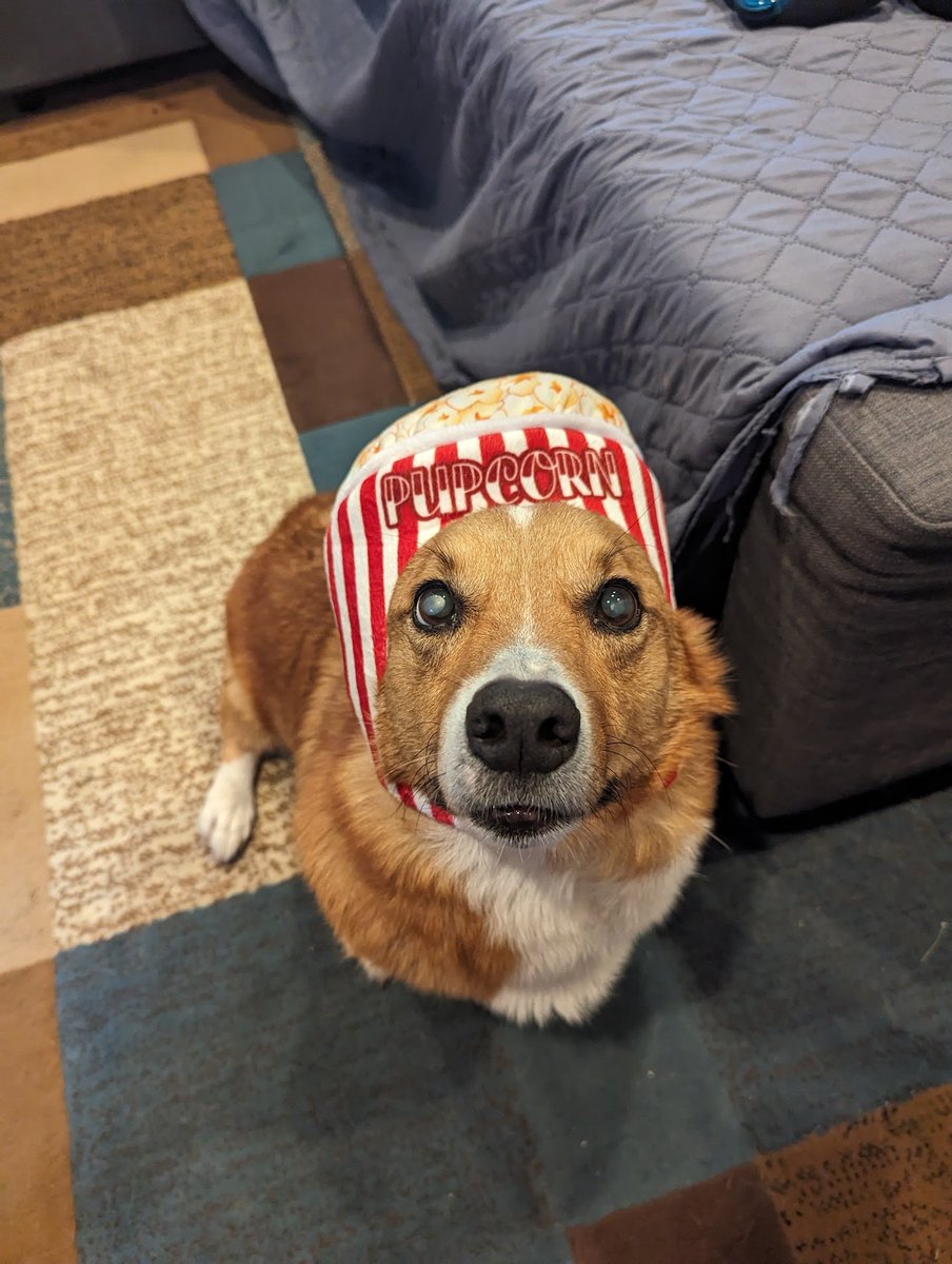 TurtleBox_'s tweet image. I know some of you here met my dog waffles. He crossed the rainbow bridge a while ago. He was truly my best friend and the inspiration to my logo/brand.
I decided to keep his coupon code forever active on my shop, code: waffles on my Shopify site to remember him