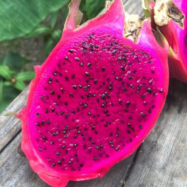 primarevolution's tweet photo. WILD FRUITS:
- jackfruit (phytonutrients like morin, flavonoids, saponins)
- rambutan (gallic acid, ellagic acid, quercetin)
- dragon fruit (betalains, vitamin C, prebiotic fibers)
- pomegranate (ellagic acid, anthocyanins)
- unripe pineapple (bromelain, flavonoids, vitamin C)
- papaya (papain, carotenoids, folate)

NOTE: Make sure all fruits are non-irradiated, UV-treated, or treated with pesticides/glyphosate.