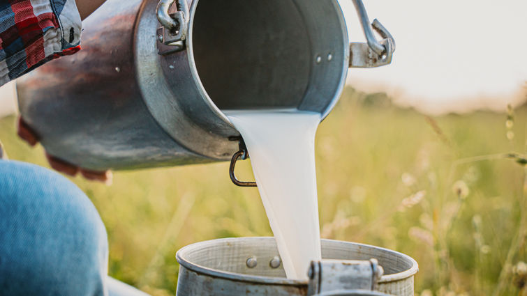 primarevolution's tweet photo. DAIRY (RAW):
- raw milk (rich in probiotics, vitamin A, calcium, enzymes)
- raw cheese (contains beneficial bacteria, calcium, vitamin K2)
- raw butter (rich in healthy fats, vitamin A, butyrate)
- raw kefir (probiotics, B vitamins, calcium)
- raw yogurt (live cultures, protein, calcium, phosphorus)
- raw cream (healthy fats, vitamin A, omega-3 fatty acids)

NOTE: Goat, water buffalo, and sheep produce the most nutrient-rich dairy.