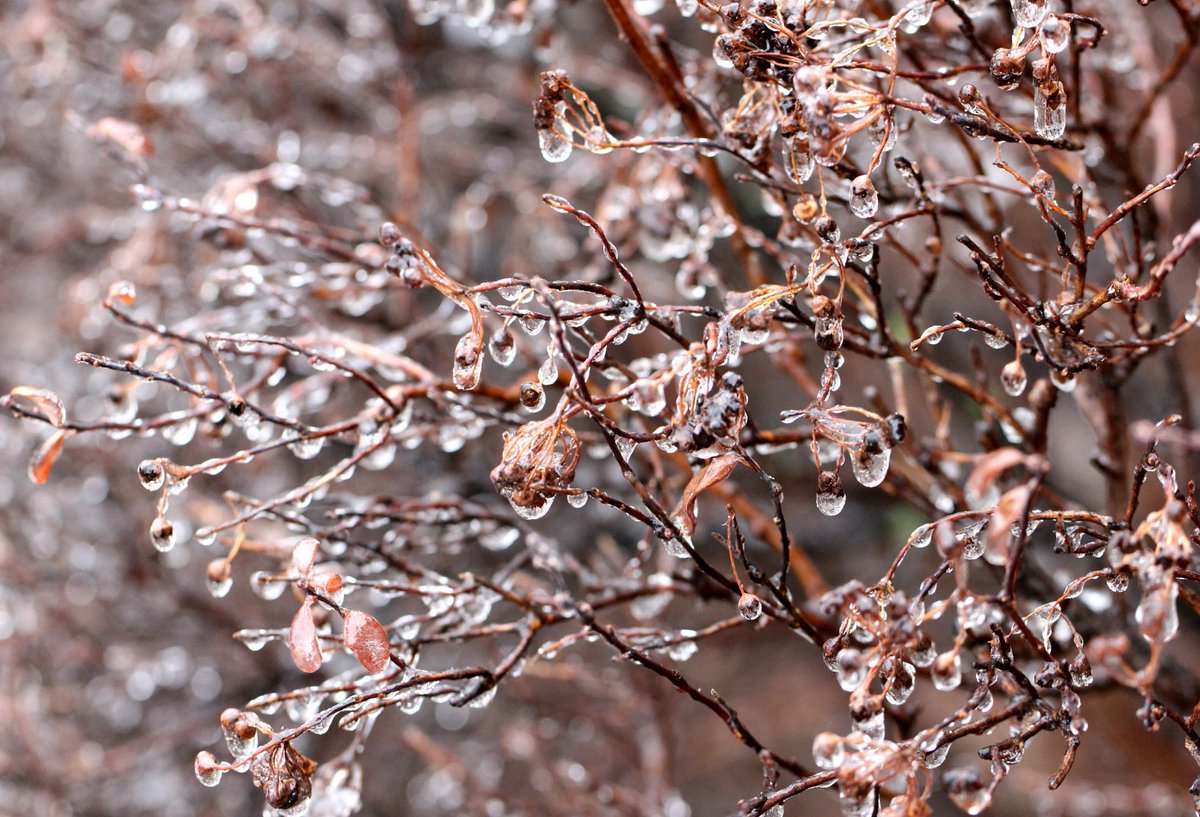 Polar vortex. Ice-clattering cold but pretty. 
#StayWarm #PolarVortex