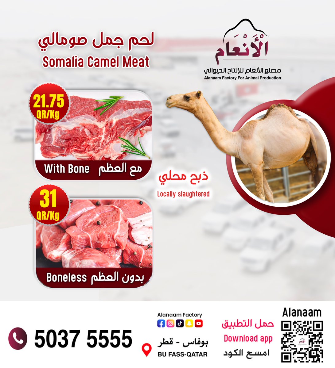 جمال صومالية مسمنة و معلوفة
للمزيد من التفاصيل التواصل على 50375555
مصنع الأنعام للإنتاج الحيواني
shorturl.at/6nqZp
اوقات العمل
يوميا : المبيعات من 05:30 صباحاً الي 05:30 مساء
والعمل في المقصب من 05:00 صباحا حتى 04:00 مساء ،
يغلق ثلاث ساعات لصلاة الجمعة من 10 صباحا و حتى 1