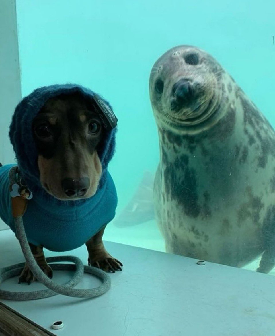 VvPgPjCRM822053's tweet photo. 水族館で記念撮影 https://t.co/UQCU3GTxSo