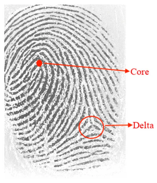 Sensors_MDPI's tweet image. Fingerprint Recognition in Forensic Scenarios
mdpi.com/1424-8220/24/2…
#fingerprints #biometrics #polygons