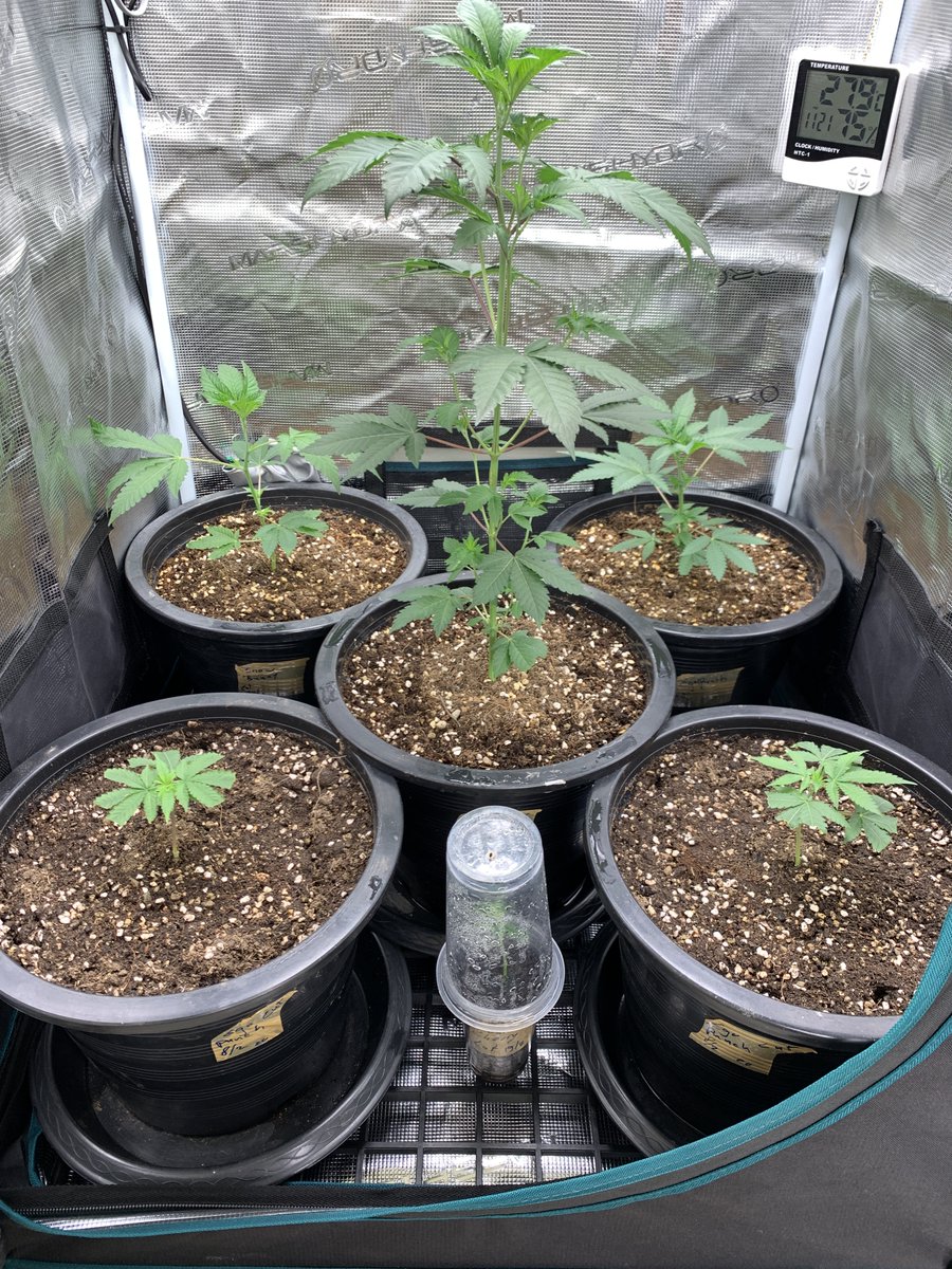 Ray’s Place (@rayong71) on Twitter photo First try for the #Sunflower, she already smells amazing
Thanks to <a href="/breeder_steve/">Breeder Steve</a> & <a href="/geneticanseeds/">geneticanseeds</a>
The rest in the Flower stage L to R:
#SourCherry, #EgoPunch Back, #SnowBunny front, #Sunflower back, #SourCherry
In the tent clones:
#SourCherry, #EgoPunch, #Sunflower, #SnowBunny First try for the #Sunflower, she already smells amazing
Thanks to <a href="/breeder_steve/">Breeder Steve</a> & <a href="/geneticanseeds/">geneticanseeds</a>
The rest in the Flower stage L to R:
#SourCherry, #EgoPunch Back, #SnowBunny front, #Sunflower back, #SourCherry
In the tent clones:
#SourCherry, #EgoPunch, #Sunflower, #SnowBunny