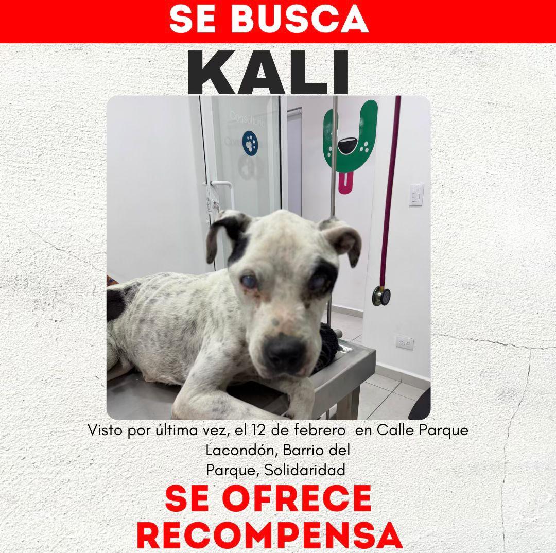 Esta perrita se dio en adopción pero quien ahora la tiene no responde llamadas ni mensaje 
No sé sabe nada de ella

Nos apoyan? 

<a href="/MtyFollow/">MtyFollow®</a> <a href="/AsiEsMonterrey/">Así Es Monterrey</a>