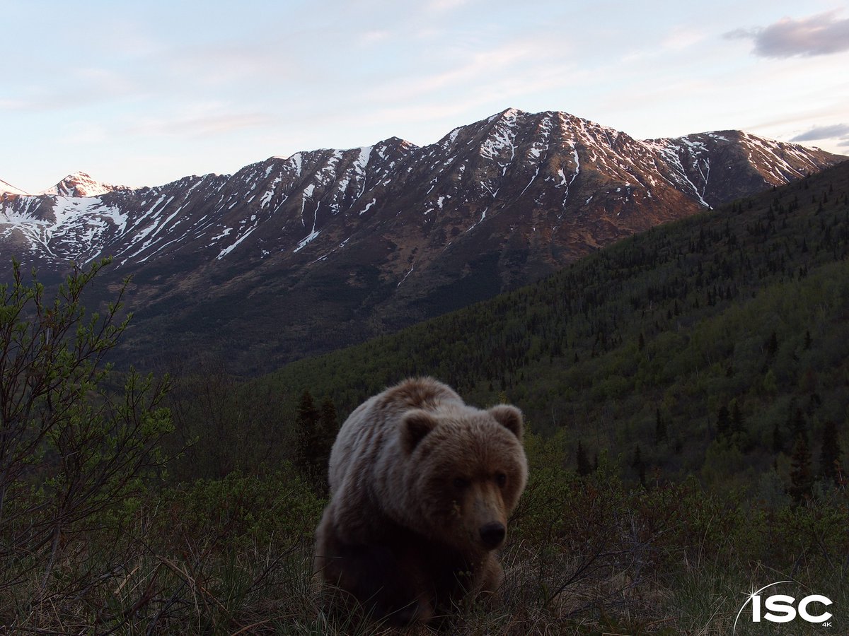 Trail_Cams's tweet photo. https://t.co/MwyRwcJpBv