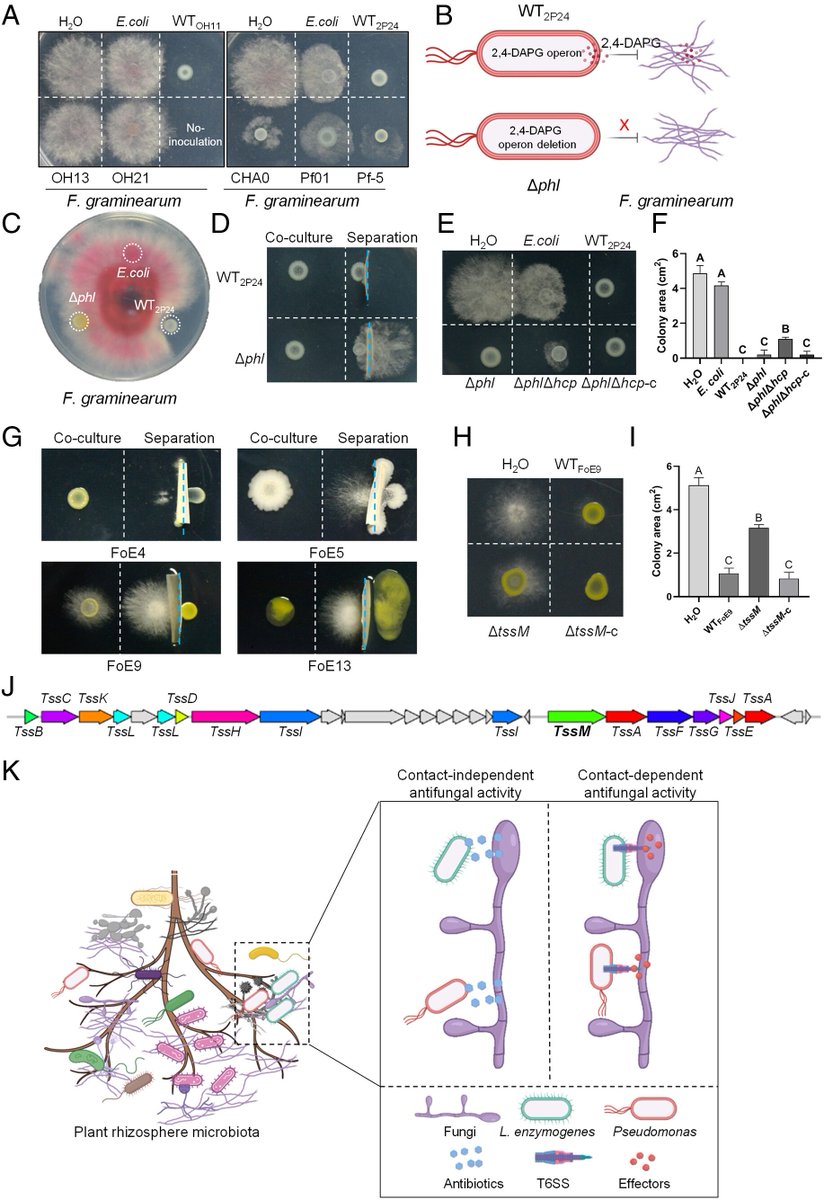 Soil microbiome bacteria protect plants against filamentous fungal infections via intercellular contacts | PNAS doi-org.argo.library.okstate.edu/10.1073/pnas.2…