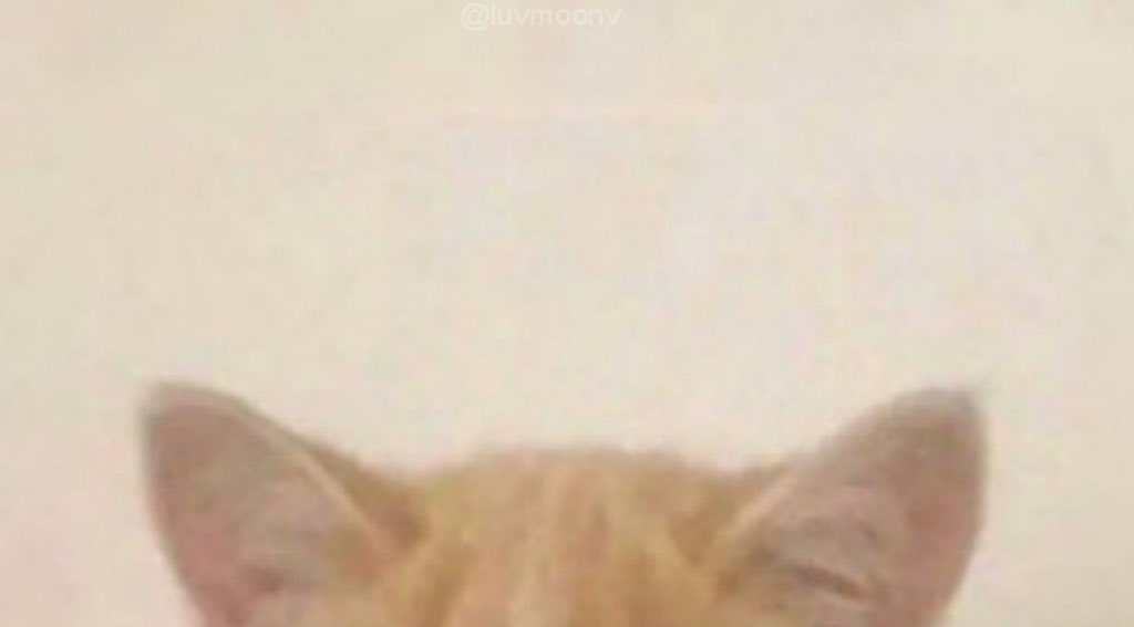 BardiDetails's tweet photo. 😻 https://t.co/fZ4T6UDcwg