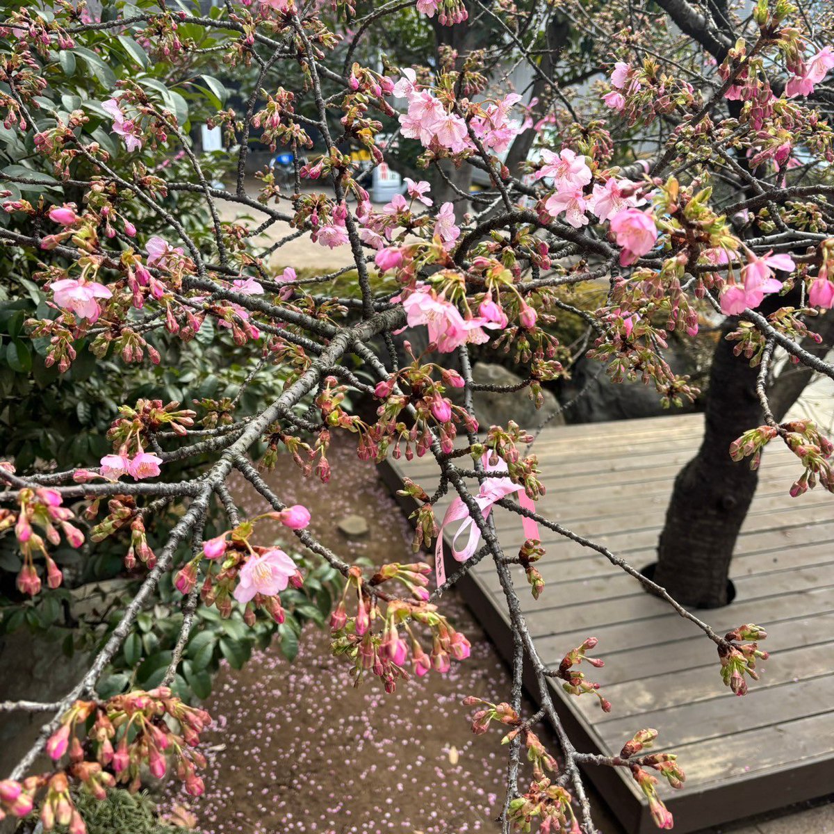 令和7年2月18日の河津桜です。寒い日が続いているため開花が例年より