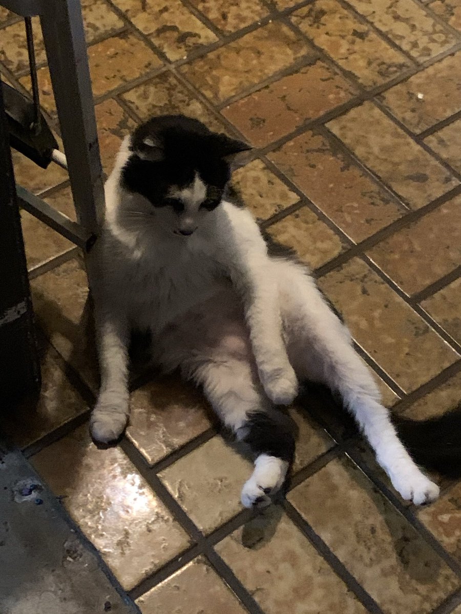 JonathanKozak's tweet photo. @ryankirbz This is Dwayne, sadly he passed a few years ago but he was the best kitty. He was only 3 or 4 but I gave him the best life he could’ve had 🖤 https://t.co/zaPlQ9QGjo