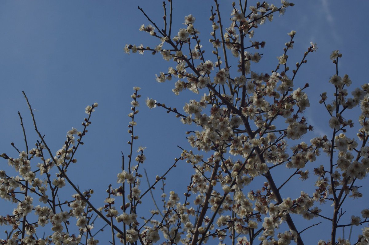 kikutaroid's tweet photo. Trial shot
#街歩き
#scene
#花 #flower
#樹木 #trees
#路傍 #roadside
#sony #sonynex6 #nex6 #e_mount #apsc
#tamron #tamronsp #tamronwidezoom #sp2448f3538widezoom #13a #adaptall2 #zoomlens #mflens #oldlens
#tamron_amauntadapter #laea2
#lightlyretouched
#snapseedapp https://t.co/XV2dZPZh8M