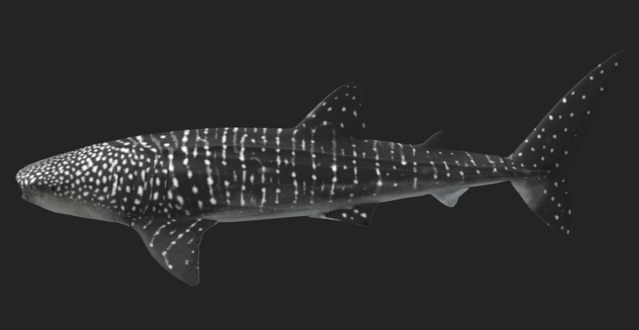 AquaticaStudios's tweet image. Here are some marine creatures made by @Sharking_Around  that are featured in our upcoming experience, Aquatica Observatory!

Giant Trevally, Yellowfin Tuna, Whale Shark, and Humpback Whale

#Roblox #RobloxDevelopment #Aquarium #Ocean #OceanConservation